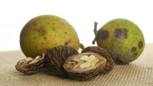Black walnut,  juglans nigra,  eastern American black walnut. Spinning on the table. Composition of nuts, green, whole with shell and opened with kernel. 4k video. Rustic setting.