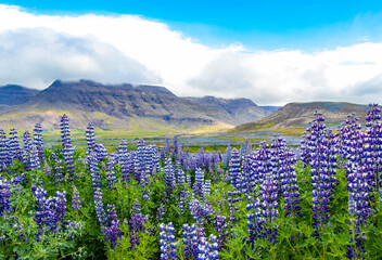 Iceland Lupines
