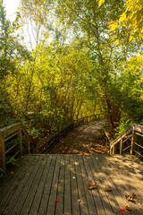 Romantic wooden walkway in trees by the lake
