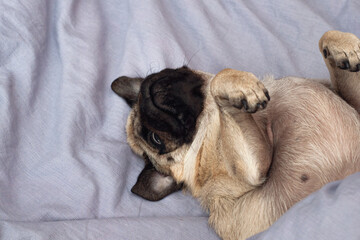 Small cute pug dog sleeping at home on the bed. good morning with the pet
