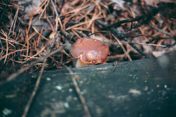Mushroom close-up in autumn forest in grass