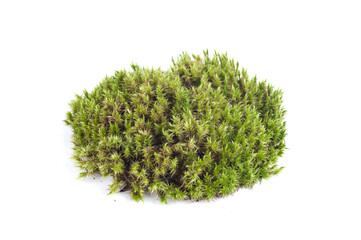 sphagnum moss, top view, isolated on white - obrazy, fototapety, plakaty