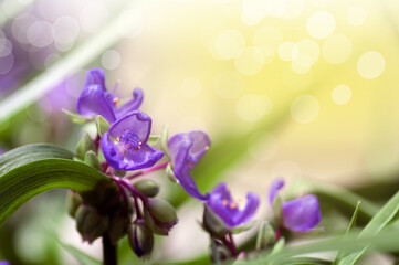 garden purple flower, summer background