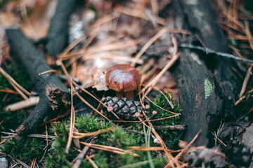Mushroom close-up in autumn forest in grass