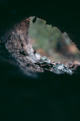 Illegal felling of forest and trees in a wildlife park