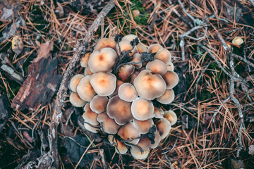 Mushrooms on the tree in the autumn forest