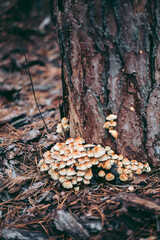 Mushrooms on the tree in the autumn forest