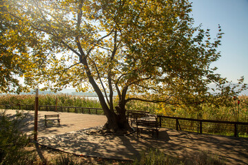 Fototapeta premium Romantic wooden walkway in trees by the lake