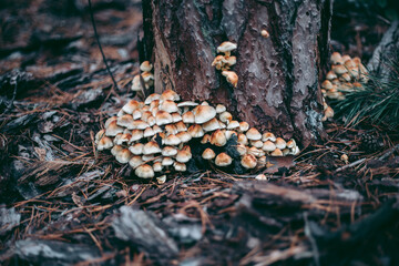 Mushrooms on the tree in the autumn forest