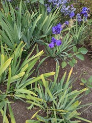 Purple flowers budding along with leaves and green grasses of the Brooklyn autumn.