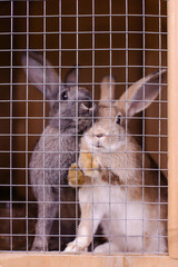 Obraz premium Rabbit farm household. Cute fluffy bunnies in cages. Animal prison. Breeding of thoroughbred animals selection. Farming animal husbandry. Eco farm meat production