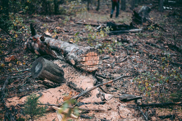Illegal felling of forest and trees in a wildlife park