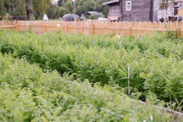 Fototapeta na wymiar Carrots grow in a garden bed at a home farm. Gardening growing vegetables. Natural healthy bio is food. Farming. garden