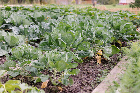 The texture of the leaves of large head of cabbage. Gardening growing vegetables. Natural ecological vegetarian food. Live lifestyle photo. Nice big harvest. Bed plantation vegetable garden