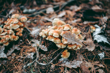 Mushroom close-up in autumn forest in grass