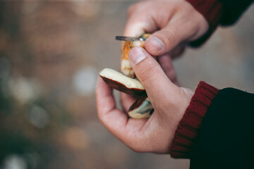 Edible mushroom in the hand of a man in the autumn forest