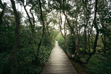 Obraz premium Bohlenwege durch die Vogelkoje auf Amrum