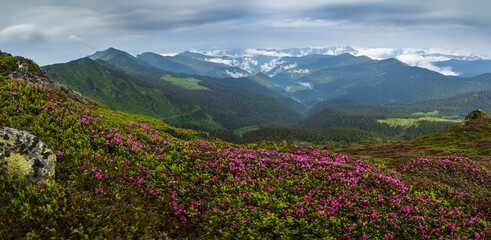 Pink rose rhododendron flowers on misty and cloudy morning summer mountain slope. Marmaros Pip Ivan...