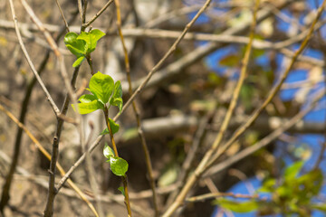 Poplar green leaf and branches