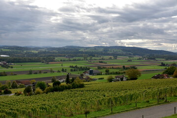 Autumn vineyard on a sunny hill slope as an essential part of landscape in the town Weinfelden, canton Thurgau in Switzerland. The sun is reflecting in yellow golden leaves of vines. 