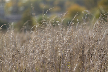 Dry grass in an autumn field