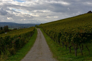 Fototapeta na wymiar A hiking trail going through autumn vineyard in town Weinfelden, canton Thurgau in Switzerland. The sun is reflecting in yellow golden leaves of vines. The scene is crowned by altostrati clouds.