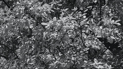 Black and white background of leaves