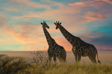 Two giraffes in Etosha National Park, Namibia.