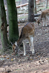 Damhirsch (Dama dama) im Wildgehege