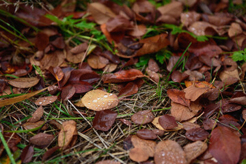 The autumn leaves