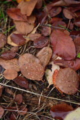 The autumn leaves