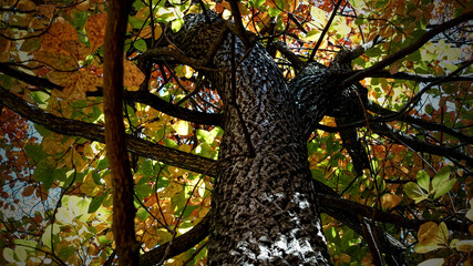 Natural background with autumn leaves