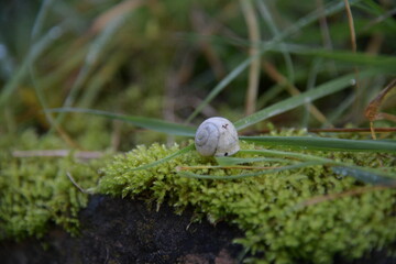 kleine Schnecke