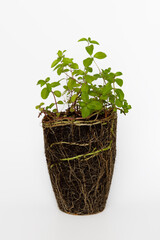 Mint plant green leaves root system pot shape white background.