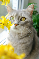 Cute grey cat with green eyes between yellow flowers. Cat with blossom flowers at home near windows.