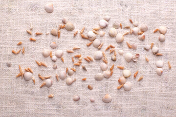 seashells on fabric background