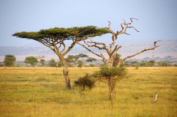 Landscape in the Serengeti park in Tanzania - obrazy, fototapety, plakaty