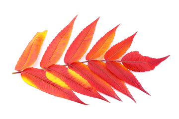 Red-yellow leaves of Ailanthus isolated on a white background. Colorful leaves. Red flowers of Ailanthus