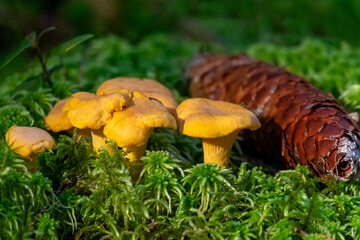 Golden chanterelles-mushrooms close-up CANTHARELLUS CIBARIUS in the moss on the ground in the forest on an autumn day.