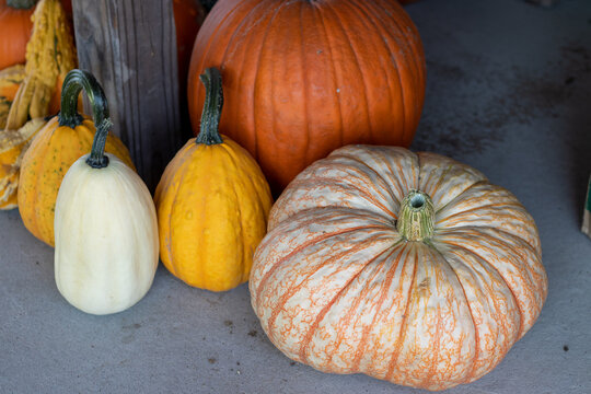 Angle View of Farmers Market pile of pumpkins . High quality photo