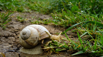 White snail moving on muddy ground reaching grass