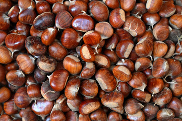 In october, close up of fresh brown chestnuts
