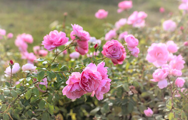 Fototapeta premium close-up of a pale pink rose in a Park, selective focus