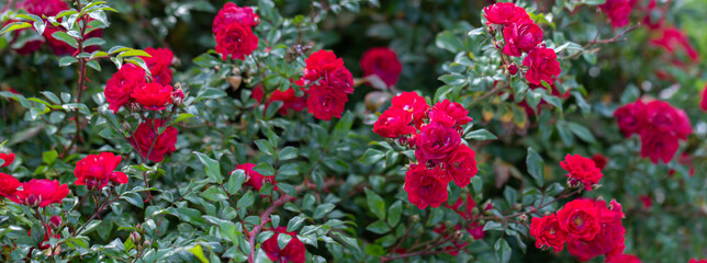 Naklejka premium hot red roses in the garden, close-up, selective focus