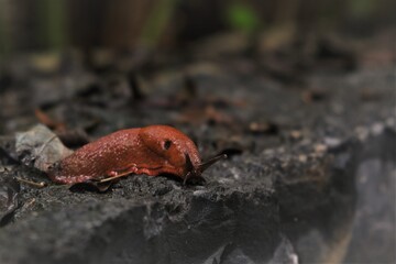 Obraz premium red slug stripes