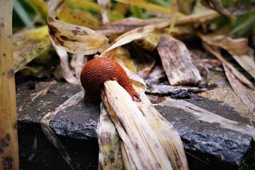 red slug stripes