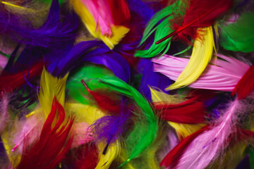 colored feathers red, yellow, blue, pink, green
