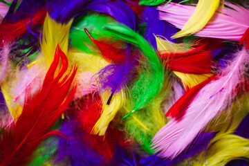 Bright colored feathers for background
