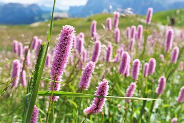 pink flowersin the grass