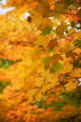 autumn maple leaves, Colonel Danforth Park, Ontario, Canada